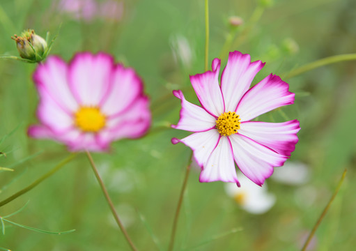 格桑花开