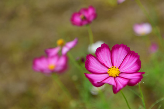 格桑花开