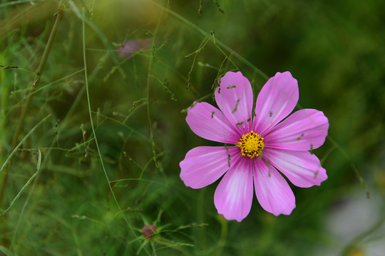 格桑花开