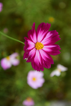 格桑花开