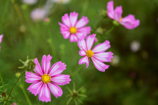 格桑花