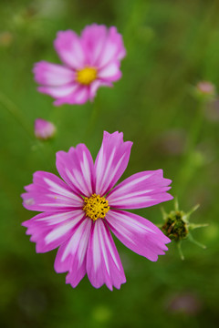 格桑花花海