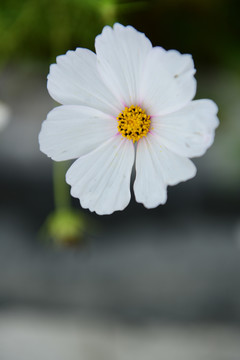 格桑花花海