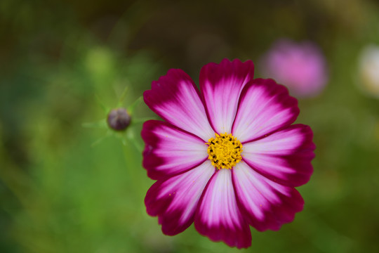 格桑花花海