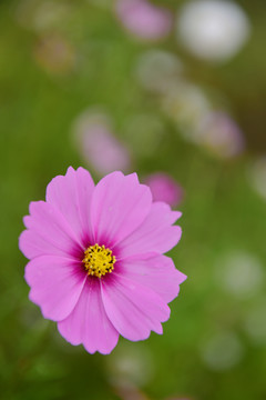 格桑花花海