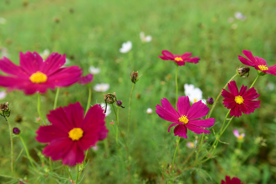 格桑花花海