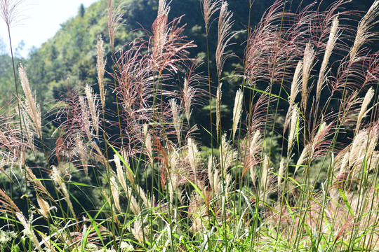 河岸唯美芦苇