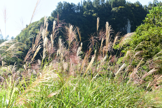 河岸唯美芦苇