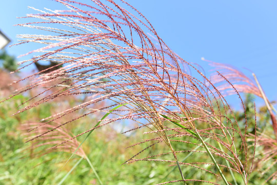 芦苇芦花