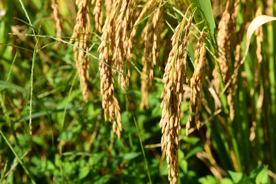 稻粒稻谷粮食