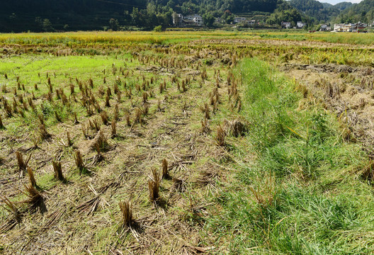 稻田稻穗