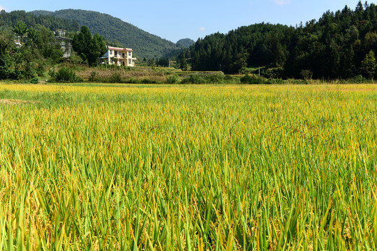 稻田稻穗