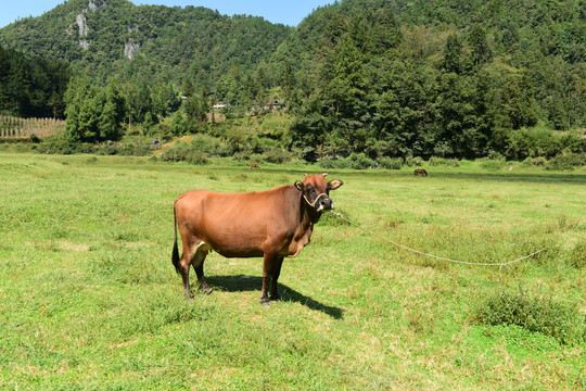 草原黄牛