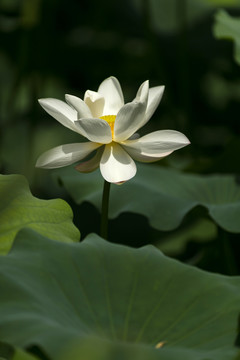 白色荷花花瓣