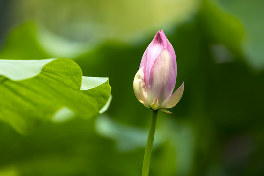 荷花菡萏特写