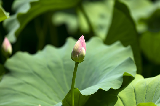 荷花菡萏