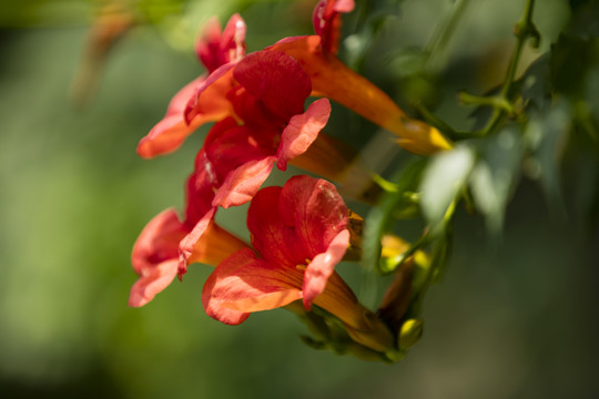 凌霄花特写