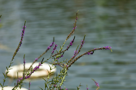湖边的水柳花