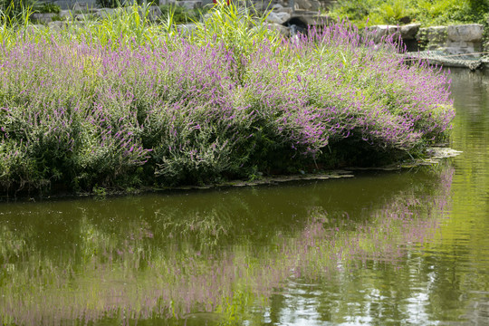 公园里的紫色水枝柳