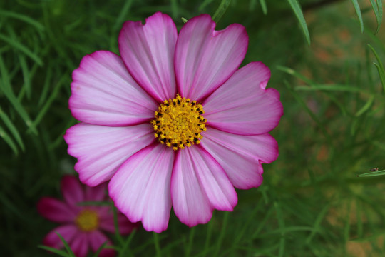 格桑花