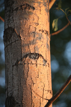 杨树