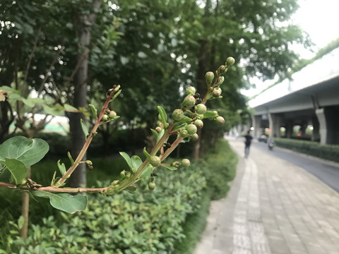 含苞待放的花骨朵