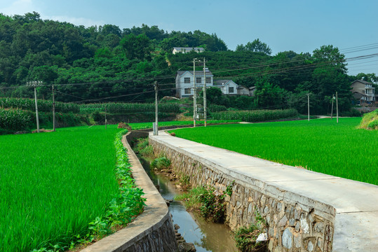 水稻生产