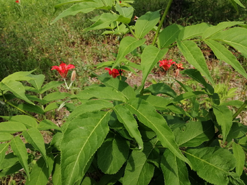 野百合花