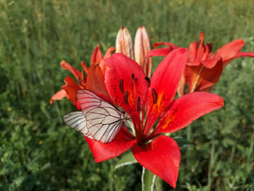 蝶恋花