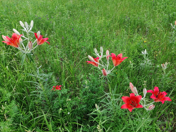 野百合花