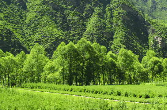 青山绿树