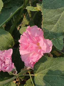 夏季粉花