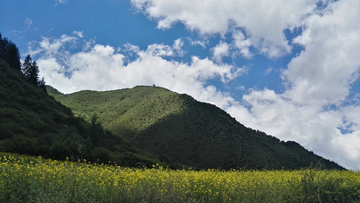 油菜花景