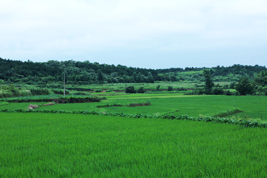 田野