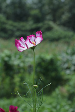 格桑花