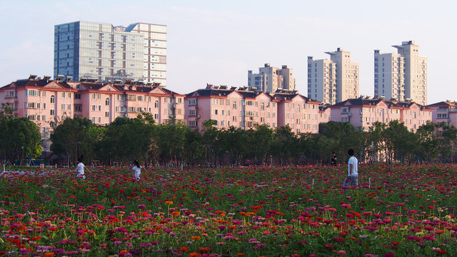 城市花田