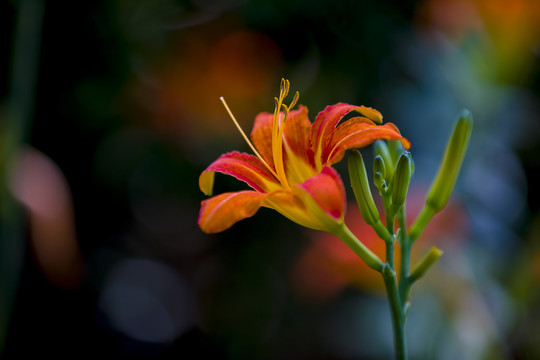 萱草花黄花菜