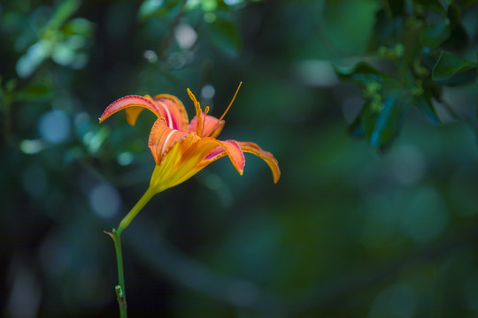 萱草花黄花菜