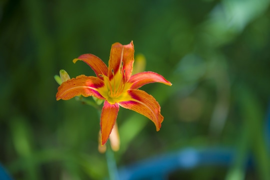 萱草花黄花菜