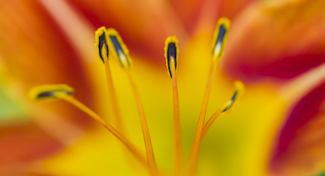 萱草花黄花菜