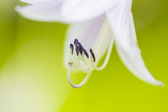 白玉簪花蕊