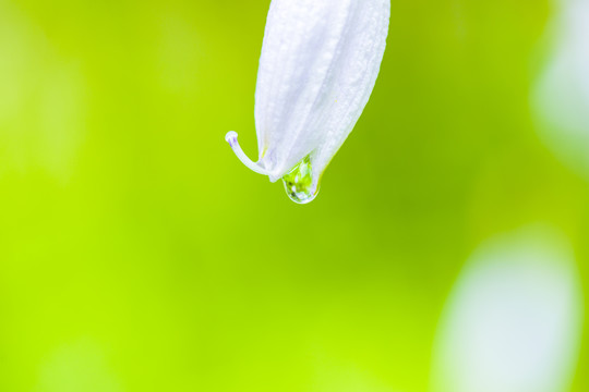 白玉簪花蕊