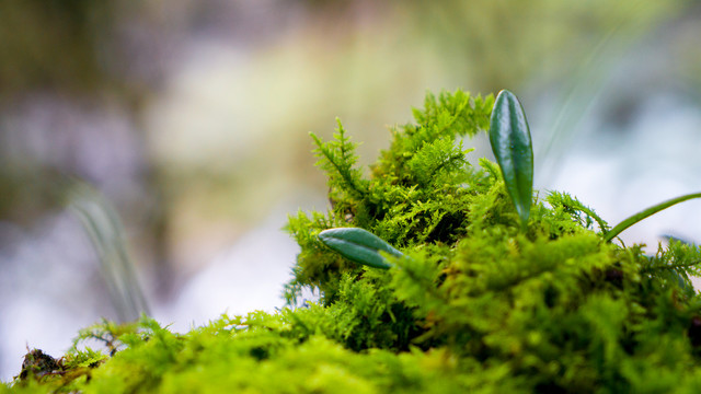 苔藓小草