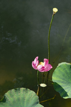 池塘荷花