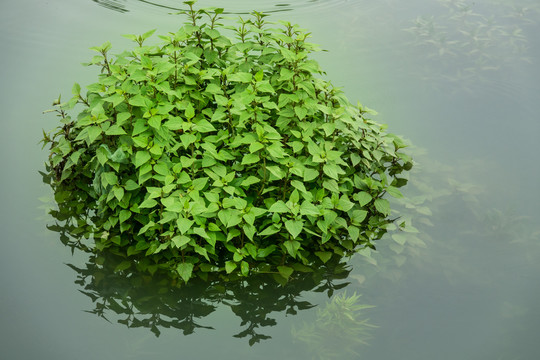 湖面水草