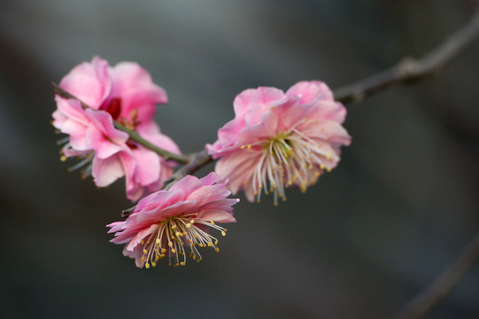 桃花