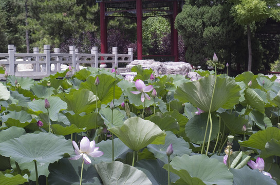 晋祠荷花