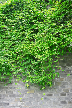 绿藤墙