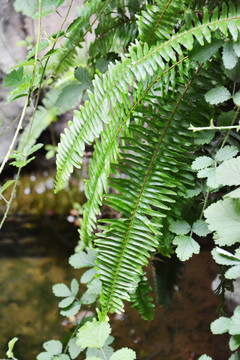 观赏植物叶子