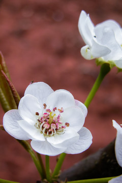 梨花开